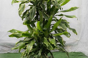 Dracena gold coast